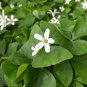 250 PCS Seeds Clover Seeds Bonsai Trifolium Repens Beauty Lucky