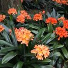 100 PCS Seeds Clivia Miniata Plant Gorgeous Bonsai Rare Bush Lily Flower Bonsai