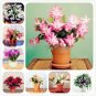 100 PCS Seeds Clivia Miniata Plant Gorgeous Bonsai Rare Bush Lily Flower Bonsai