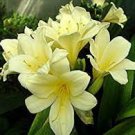 100 PCS Seeds Clivia Miniata Plant Gorgeous Bonsai Rare Bush Lily Flower Bonsai