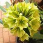 100 PCS Seeds Clivia Miniata Plant Gorgeous Bonsai Rare Bush Lily Flower Bonsai