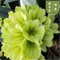100 PCS Seeds Clivia Miniata Plant Gorgeous Bonsai Rare Bush Lily Flower Bonsai