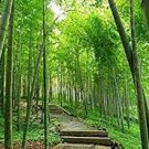 30 PCS Seeds Clumping Bamboo