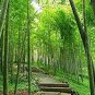 30 PCS Seeds Clumping Bamboo
