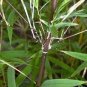 30 PCS Seeds Clumping Bamboo