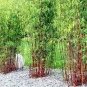 30 PCS Seeds Clumping Bamboo