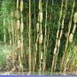 30 PCS Seeds Clumping Bamboo