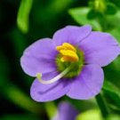 25 PCS Seeds Cobee Violette 25 PCS Seeds Cobee Violette