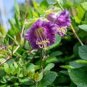 25 PCS Seeds Cobee Violette