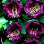 25 PCS Seeds Cobee Violette