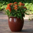 300 PCS Seeds Cockscomb Flowers Seeds Dark Orange Color