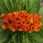 300 PCS Seeds Cockscomb Flowers Seeds Dark Orange Color