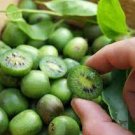30 PCS Seeds Cocktail Miniature Kiwi Kiwiberry Berry Hardy Actinidia Arguta Fruit 30 PCS Seeds Cocktail Miniature Kiwi Kiwiberry Berry Hardy Actinidia Arguta Fruit