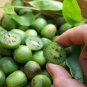 30 PCS Seeds Cocktail Miniature Kiwi Kiwiberry Berry Hardy Actinidia Arguta Fruit