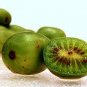 30 PCS Seeds Cocktail Miniature Kiwi Kiwiberry Berry Hardy Actinidia Arguta Fruit