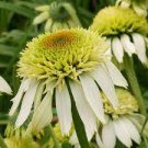 100 PCS Seeds Coconut Lime' Echinacea 100 PCS Seeds Coconut Lime' Echinacea