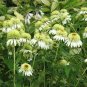 100 PCS Seeds Coconut Lime' Echinacea