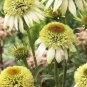 100 PCS Seeds Coconut Lime' Echinacea
