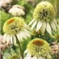 100 PCS Seeds Coconut Lime' Echinacea