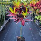100 PCS Seeds Codiaeum variegatum 100 PCS Seeds Codiaeum variegatum