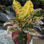 100 PCS Seeds Codiaeum variegatum