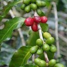 10 PCS Seeds Coffee Bean Seeds ARABICA COFFEE Plant (Coffea Catura Arabica)