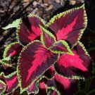 100 PCS Seeds Coleus Blumei