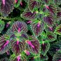 100 PCS Seeds Coleus Blumei