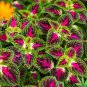 100 PCS Seeds Coleus Blumei