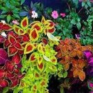 100 PCS Seeds Coleus Blumei Seeds Mixed 9 Colors 100 PCS Seeds Coleus Blumei Seeds Mixed 9 Colors