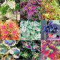 100 PCS Seeds Coleus Blumei Seeds Mixed 9 Colors