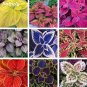 100 PCS Seeds Coleus Bonsai Rare Coleus Blumei Rainbow Mix Color Flower