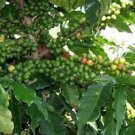 10 PCS Seeds Coffee Bean Seeds, ARABICA COFFEE Plant (Coffea Catura Arabica)