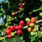10 PCS Seeds Coffee Bean Seeds, ARABICA COFFEE Plant (Coffea Catura Arabica)