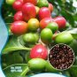 10 PCS Seeds Coffee Bean Seeds, ARABICA COFFEE Plant (Coffea Catura Arabica)