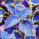 100 PCS Seeds Coleus Bonsai Rare Coleus Blumei Rainbow Mix Color Flower Bonsai