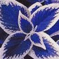 100 PCS Seeds Coleus Bonsai Rare Coleus Blumei Rainbow Mix Color Flower Bonsai