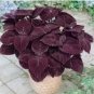 50 PCS Seeds Coleus Giant Exhibition Palisandra