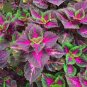 100 PCS Seeds Coleus Seeds Rainbow Colorful Dragon Ornamental Herb Plants