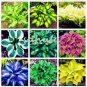 100 PCS Seeds Coloful Hosta Plants Perennials Lily Flower Full Shade Hosta Flower
