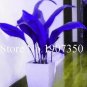 100 PCS Seeds Coloful Hosta Plants Perennials Lily Flower Full Shade Hosta Flower