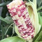 100 PCS Seeds Color Glutinous Maize