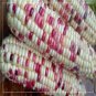 100 PCS Seeds Color Glutinous Maize