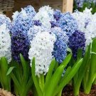 1 PCS Seeds Color Mixing Hyacinth Easy Grow