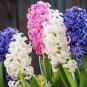1 PCS Seeds Color Mixing Hyacinth Easy Grow