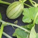 1 PCS Seeds Color Muskmelon Fragrant Crisp Melon Organic 1 PCS Seeds Color Muskmelon Fragrant Crisp Melon Organic
