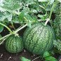 1 PCS Seeds Color Muskmelon Fragrant Crisp Melon Organic