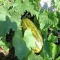 1 PCS Seeds Color Muskmelon Fragrant Crisp Melon Organic