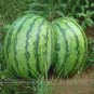 20 PCS Seeds Color Skin Red Inside Middle Sweet Juicy Watermelon 'Ling Long Ha' Organic