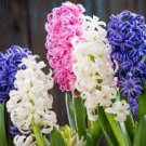 1 PCS Seeds Color Mixing Hyacinth Easy Grow